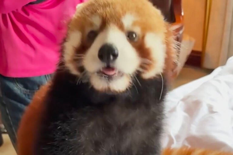 China cans hotel’s red panda ‘wake-up call’ service