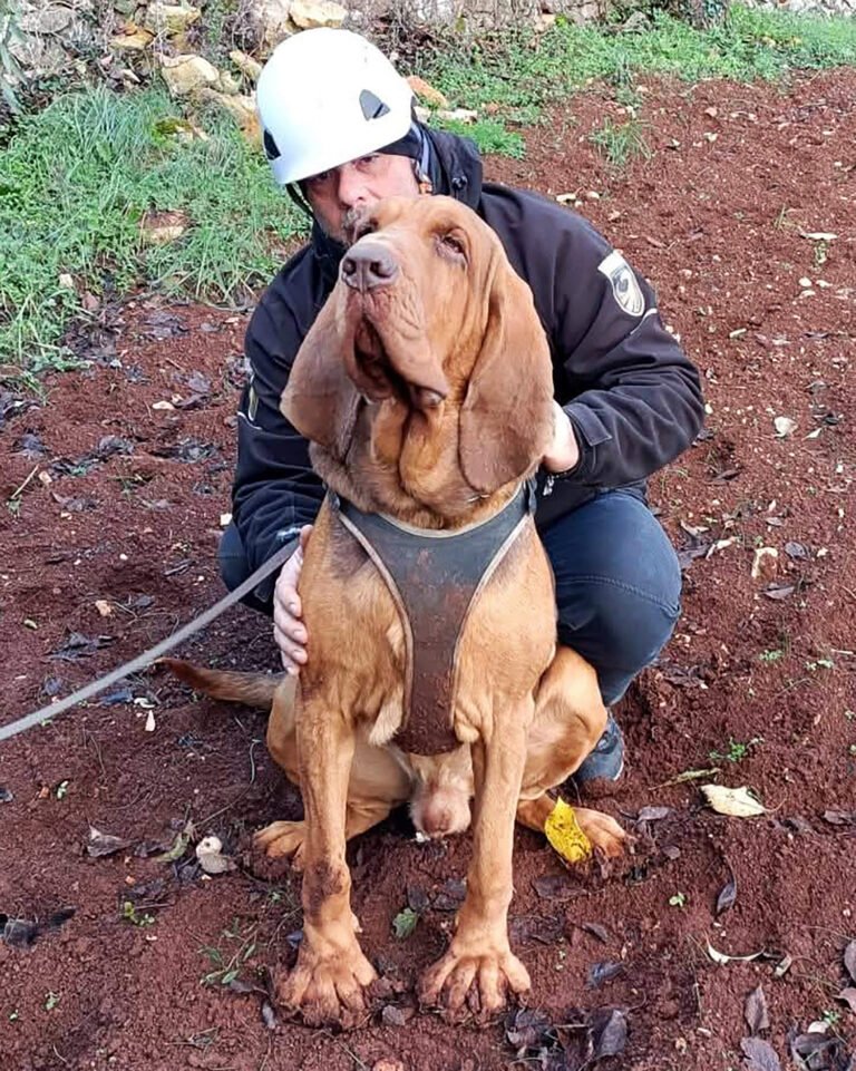 Italy outraged at killing of heroic police bloodhound, found dead after eating food laced with nails Italy outraged at killing of heroic police bloodhound, found dead after eating food laced with nails